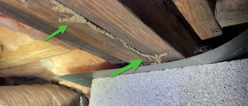 Wood Destroying Organism Inspection during Murfreesboro Home Inspection